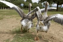 Visão traseira diurna de dois gansos em execução com asas estendidas — Fotografia de Stock