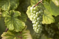 Weissburgunder виноград на виноградной лозе — стоковое фото