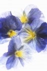 Closeup top view of purple and yellow pansies — Stock Photo