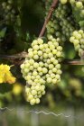 Weissburgunder grapes on the vine — Stock Photo