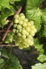 Weissburgunder grapes on the vine — Stock Photo