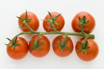 Tomates fraîches sur vigne — Photo de stock