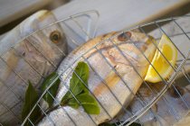 Fresh sea bream fish — Stock Photo
