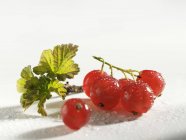Ribes rosso con foglie e gocce d'acqua — Foto stock