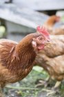 Daytime closeup headshot of hen outdoors — Stock Photo