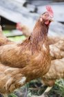 Vista diurna ritagliata di galline piumate marroni — Foto stock