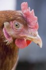 Closeup view of alive hen head — Stock Photo