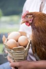 Eggs and live hen — Stock Photo