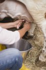 Cropped view of person milking cow — Stock Photo
