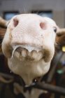 Closeup view of cow mouth and nose — Stock Photo