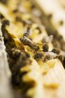Пчелы на сотах на открытом воздухе — стоковое фото