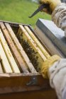 Closeup view of beekeeper tending beehive — Stock Photo