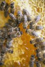 Favo de mel com abelhas sentadas — Fotografia de Stock
