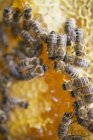 Panal con abejas sentadas - foto de stock