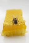 Бджола сидить на стільниці — стокове фото