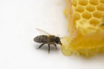 Пчела рядом с медом — стоковое фото