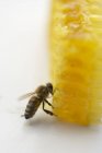 Bee sitting on honeycomb — Stock Photo
