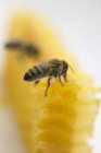 Duas abelhas em favo de mel — Fotografia de Stock