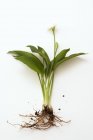 Ramsons wild garlic plant — Stock Photo