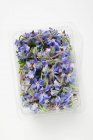 Vue du dessus des fleurs de bourrache dans un plateau en plastique — Photo de stock