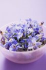 Borage flowers in pink bowl on purple background — Stock Photo