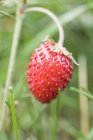 Wild strawberry on plant — Stock Photo