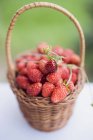 Fresh ripe wild strawberries — Stock Photo