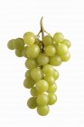 Uvas verdes maduras - foto de stock