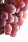 Червоний виноград з краплями води — стокове фото