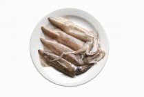 Fresh squids on a plate — Stock Photo