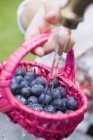 Human hand washing  blueberries in basket — Stock Photo
