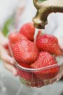 Mains humaines lavant les fraises — Photo de stock