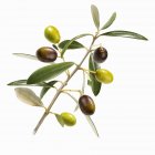 Zweig mit bunten Oliven — Stockfoto