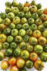 Tomates verdes inmaduros - foto de stock
