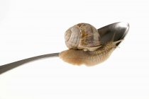 Vue rapprochée d'un escargot vivant rampant sur une cuillère — Photo de stock