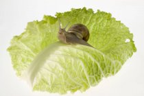 Равлик на листі салату — стокове фото
