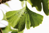 Вид крупным планом листьев гинкго с капельками воды — стоковое фото