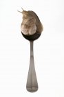 Closeup view of one live snail crawling on spoon — Stock Photo
