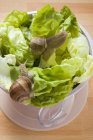 Lebende Schnecken auf Salat — Stockfoto