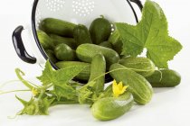 Fresh cucumbers in colander — Stock Photo