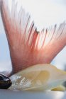 Cauda de peixe pargo vermelho — Fotografia de Stock