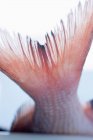 Хвост сырого красного снеппера — стоковое фото
