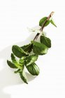 Sprig of fresh mint — Stock Photo