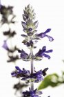 Vue rapprochée de fleurs pourpres de Salvia speciosa — Photo de stock