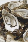 Ostriche fresche, aperte, su alghe — Foto stock