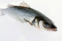 Fresh raw sea bass — Stock Photo