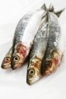 Cuatro sardinas frescas - foto de stock