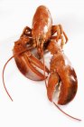 Cooked lobster, close-up — Stock Photo