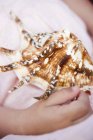 Closeup cropped view of child hand by sea shell — Stock Photo
