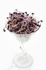 Radish sprouts in glass — Stock Photo